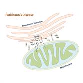 Mitochondria and Endoplasmic Reticulum Dysfunction in Parkinson̢۪s
